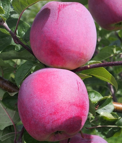 Яблоня Ред фри (однолетка) Яблоня Ред фри (однолетка)