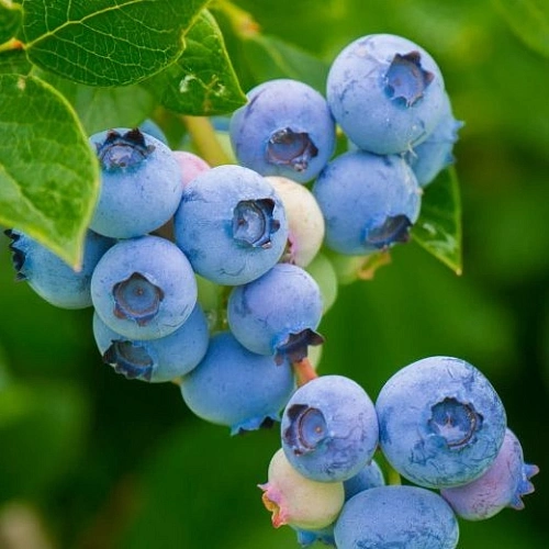 Голубика Эрли Блю С3 Голубика Эрли Блю С3