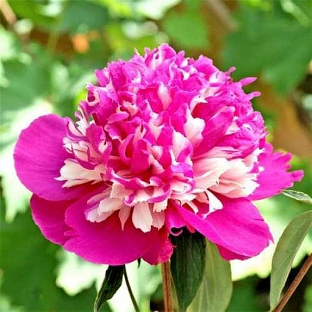 Пион Celebrity в горшке C-3