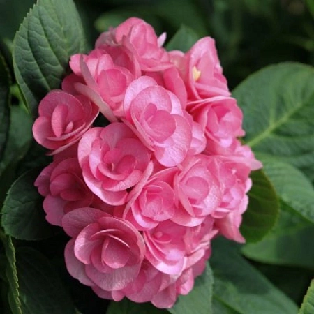 Гортензия крупнолистная Papillon (Папилон)