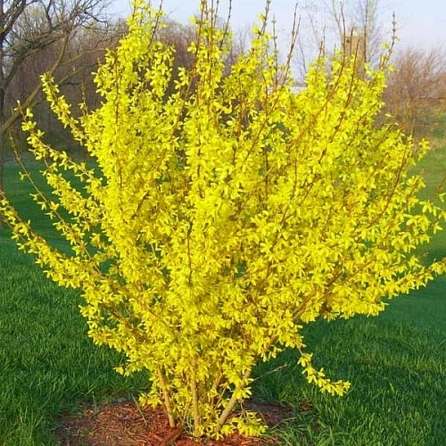 Форзиция Maluch 30-50 см Форзиция Maluch 30-50 см