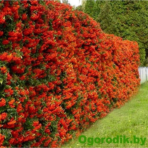 Пираканта Red column 85-95 см Пираканта Red column 85-95 см