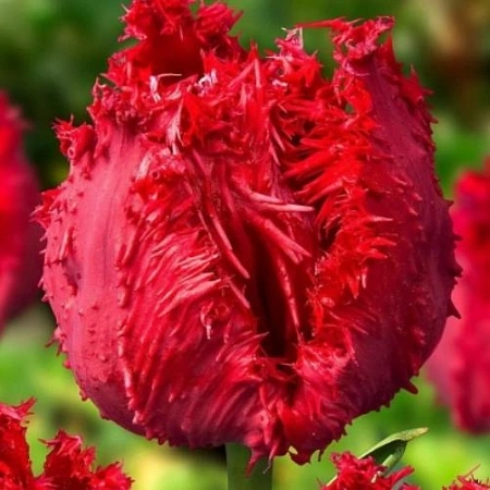 Тюльпан Barbados (5 шт.в уп.)