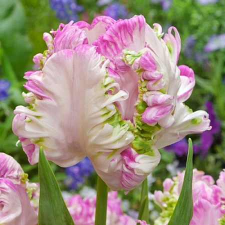 Тюльпан Weber's Parrot (5 шт. в уп.)