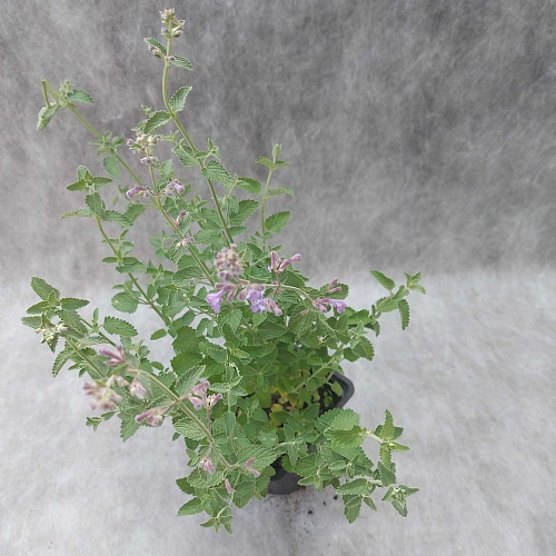 Котовник Фассена Six Hills Giant Котовник Фассена Six Hills Giant