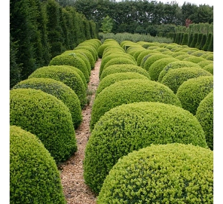 Самшит вечнозеленый С2 15-20 см