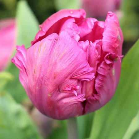 Тюльпан Weber's Parrot Pink (5 шт. в уп.)