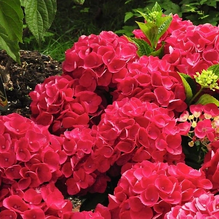 Гортензия крупнолистная Red Beauty 15-25 см