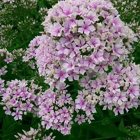 Флокс Starburst (уп. 1 шт)