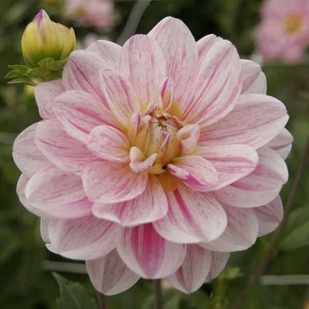 Георгина Bonesta (1 шт. в уп.)