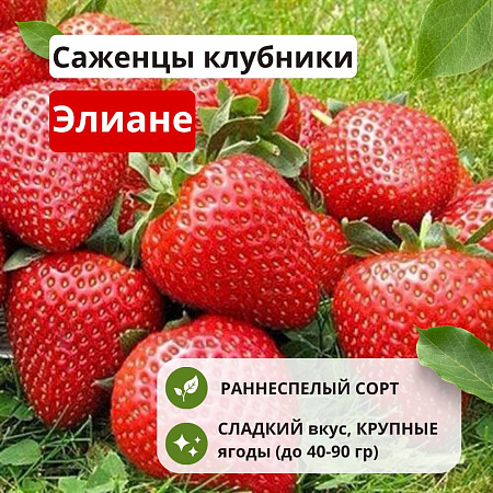 Клубника Элиане