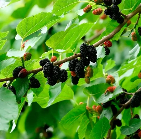 Шелковица Черный принц