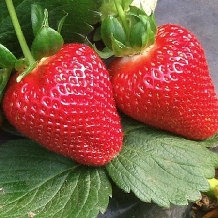 Клубника Флавия Клубника Флавия