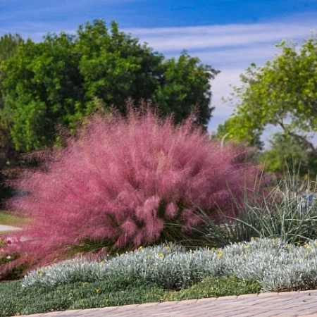 Мюленбергия волосовидная 40-45 см