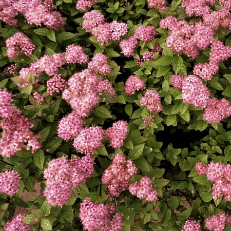 Спирея Manon японская 40-60 см Спирея Manon японская 40-60 см