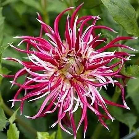 Георгина Hollyhill Spider Woman (уп. 1 шт)