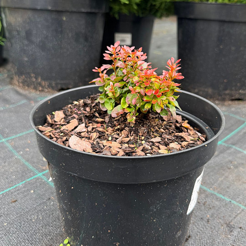 Барбарис Багатель (Bagatelle) Тунберга C3 Барбарис Багатель (Bagatelle) Тунберга C3