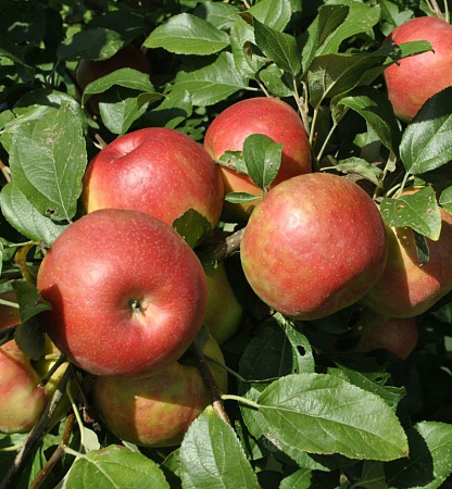 Яблоня Хани крисп (зима)