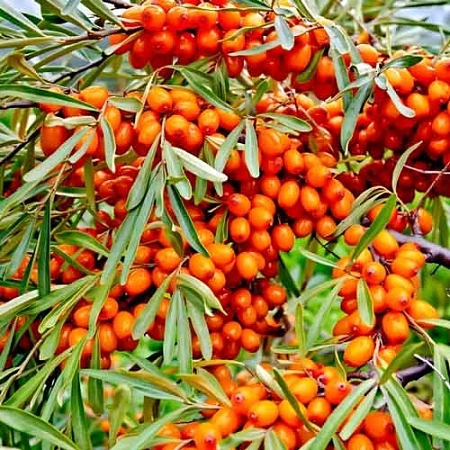 Облепиха женская