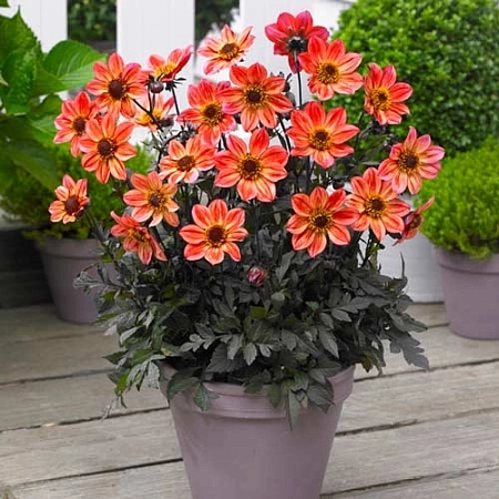 Георгина Happy Days Red Flame