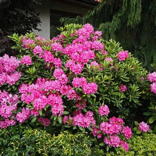 Рододендрон Lumina якушиманский Рододендрон Lumina якушиманский