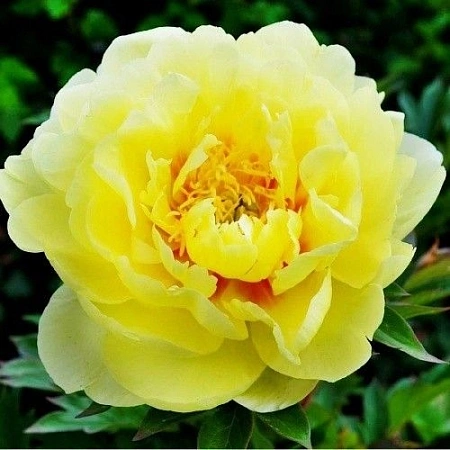 Пион Itoh Bartzella (уп. 1 шт)