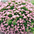 Спирея японская Little Princess 30-40 см Спирея японская Little Princess 30-40 см