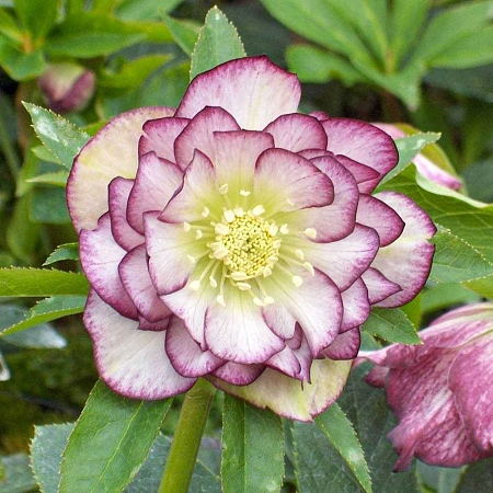 Морозник Double Ellen Picotee (уп. 1 шт)