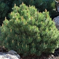 Сосна Пумилио (Pumilio) C5 Сосна Пумилио (Pumilio) C5