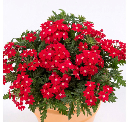 Рассада вербены Рассада вербены