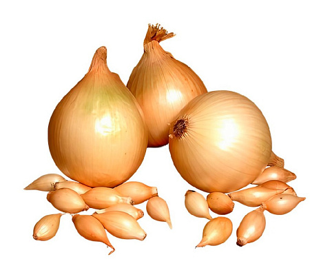 Лук-севок Купидо, 1 кг