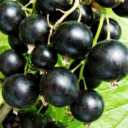 Смородина черная Катюша ОКС Смородина черная Катюша ОКС