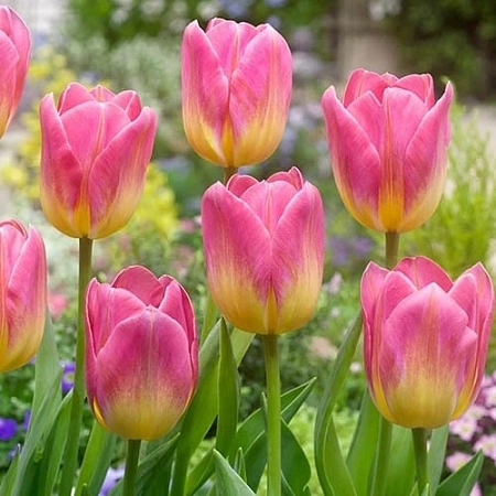 Тюльпан Tom Pouce