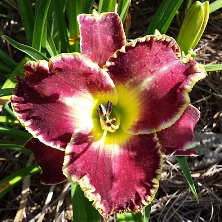 Лилейник Storm of the Century (уп. 1 шт) Лилейник Storm of the Century (уп. 1 шт)