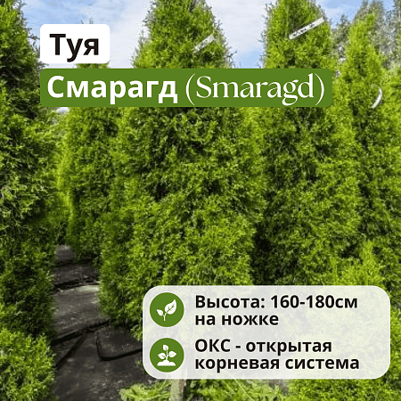 Туя Смарагд (Smaragd) 160 см на ножке