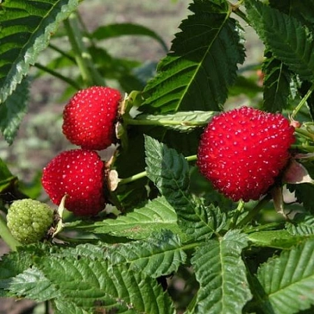 Малина тибетская (розолистная)