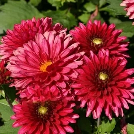 Георгина Frivolous Glow (уп. 1 шт)