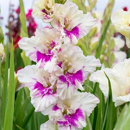 Гладиолус Violet Heart (уп. 7 шт)