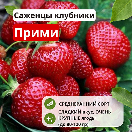 Клубника Прими