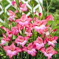 Гладиолус мини Charm (уп. 5 шт) Гладиолус мини Charm (уп. 5 шт)