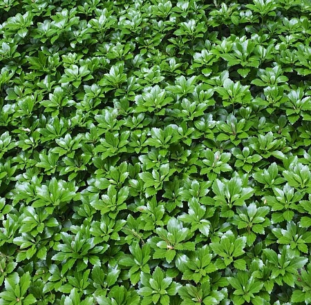 Пахизандра верхушечная Green Carpet 10-15 см