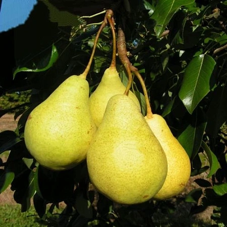 Груша Вилия (однолетка) Груша Вилия (однолетка)