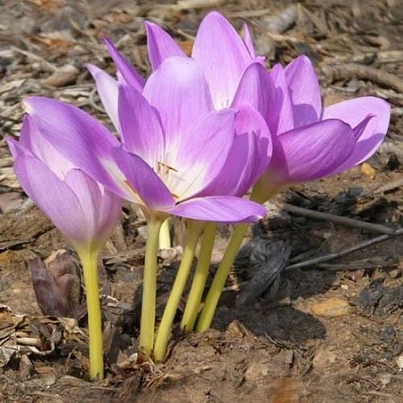 Колхикум Борнмюллера 1 шт.