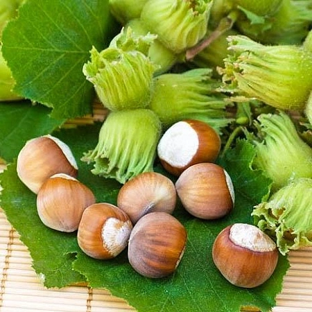 Фундук