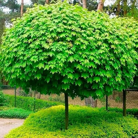 Клен остролистный Globosum 200-220 см