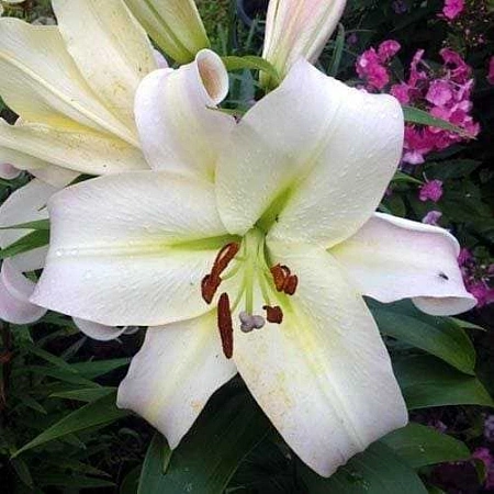 Лилия Pretty Woman (уп. 1 шт)