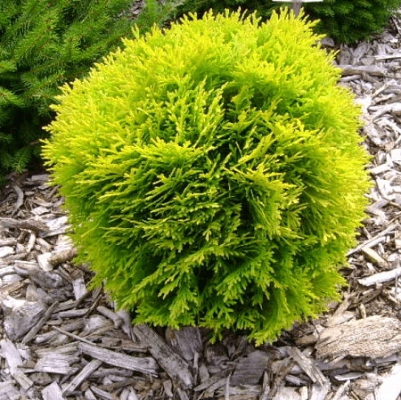 Туя Амбер Глоу западная 30 см