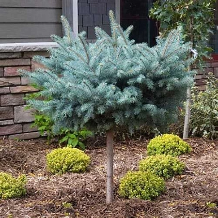 Ель колючая Глаука Глобоза (Glauca Globosa) на штамбе 60 см