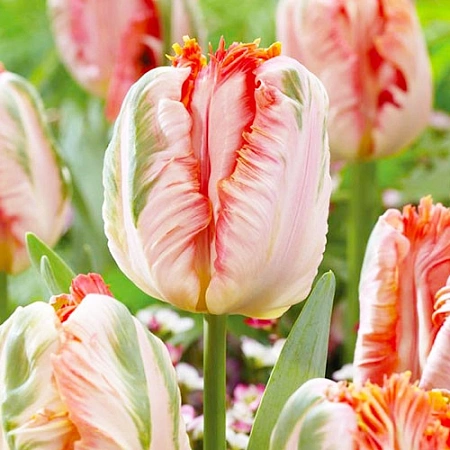 Тюльпан Apricot Parrot