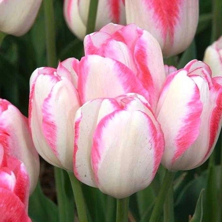 Тюльпан Toucan (5 шт. в уп.)